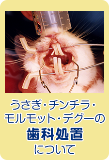 うさぎ・チンチラ・モルモット・デグーの歯科処置について