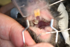 チンチラの臼歯の過長